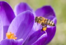 Bij op krokus