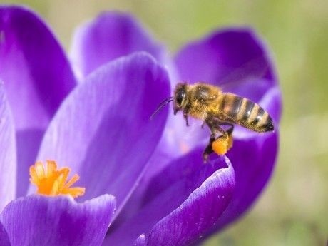 Bij op krokus