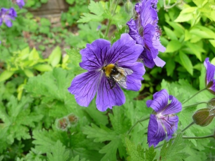 Hommel