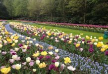 Keukenhof