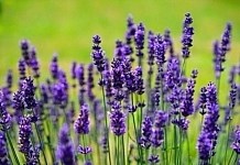 Lavendel