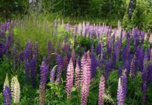 Veld met Lupines