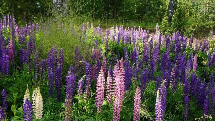 Veld met Lupines