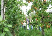 Zelf fruit plukken op de Olmenhorst