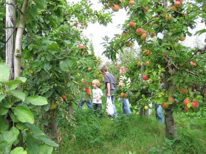 Zelf fruit plukken op de Olmenhorst