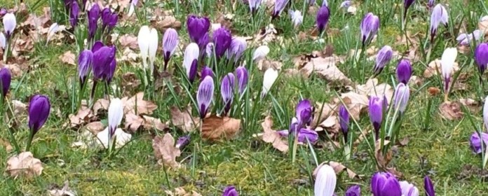 De lente van 2016 komt tergend traag op gang