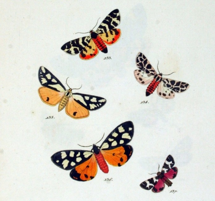 Vlinders
