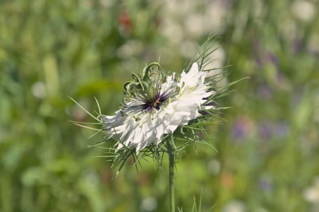 Bloem Zwarte Komijn