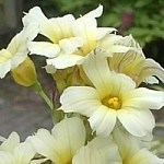 artikelen-siertuin