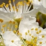 Plantengids