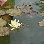 Tuinvijver