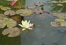 Waterplanten en tuinvijver