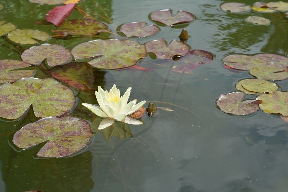 Woeste wilde waterplanten |