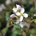 Bij op bloem