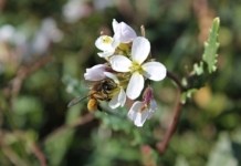 Bij op bloem