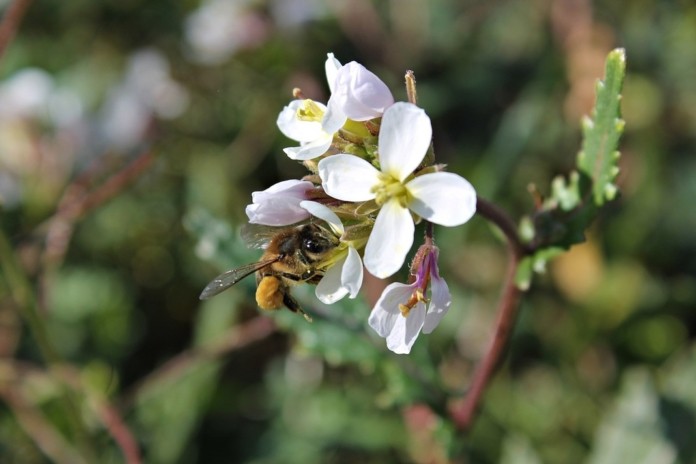 Bij op bloem