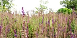 Wilde planten