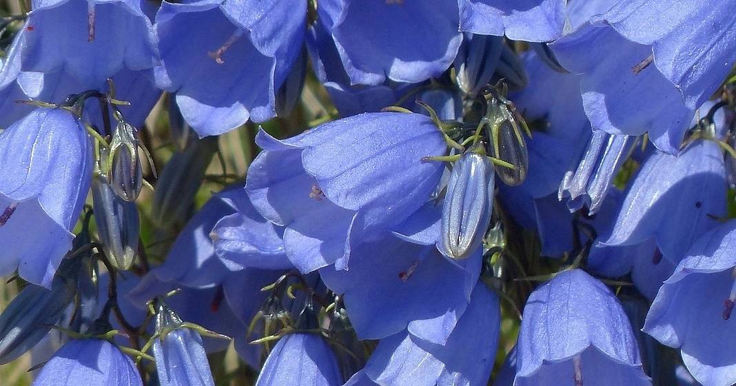 Campanula
