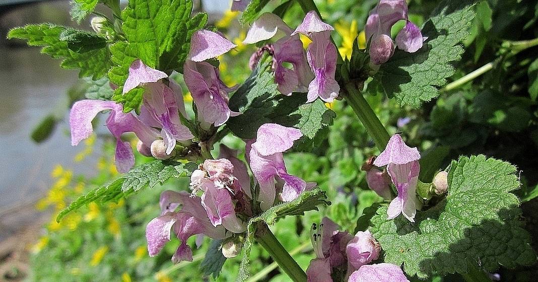 dovenetel-gevlekt-lamium-maculatum